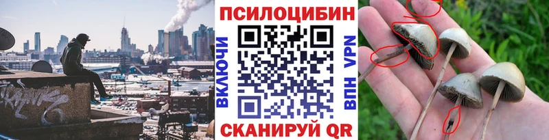 Псилоцибиновые грибы Psilocybe  Купить где  Юрьев-Польский 
